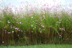 Cosmos One