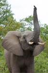 Elephant Threatening Kruger 08