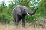 Elephant with Trunk Up Kruger 08