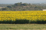 Field of Sunflowers