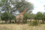 Giraffe By Trees in Kruger 08