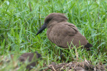Hamerkop Kruger 08