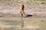 Impala Drinking Vellinga
