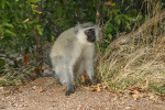 Monkey That Got in Car