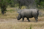 Rhino Kruger 08