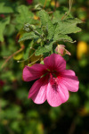 Single Pink Flower at BT