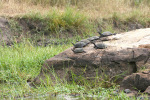 Terrapins on a Rock Kruger 08