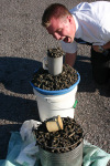 Mopane Worms For Sale