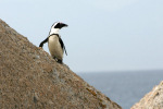Penguin on Rock 2