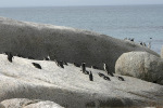 Penguins on Rocks