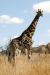 Big Giraffe