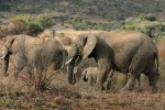 Big and Little Elephants