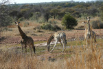 Giraffe Bending to Get a Drink