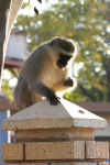 Monkey at Botswana Zone Conference
