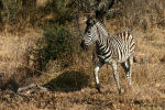 Zebra on the Move